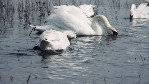 A young swan bites another young swan for bread in the water Stock Footage 236312606