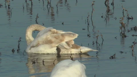 A young swan cleans its wing in the lake Vídeos de archivo 150604823