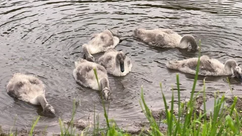 Young swan cygnets feeding Stock Footage 338126469