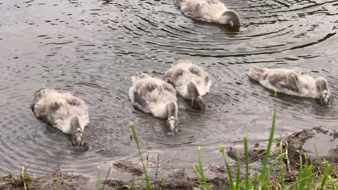 Young swan cygnets Stock Footage 338126484