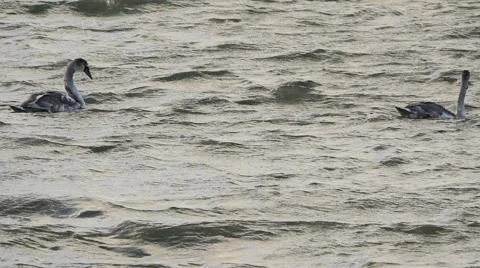 Young swan float and plunge in stormy waters slow motion. Stock Footage 45303378