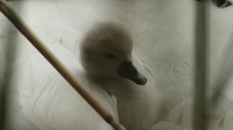 Young Swan Stock Footage 25112669