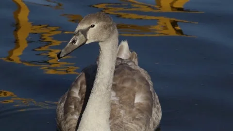 Young swan Stock Footage 81292519