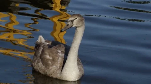 Young swan 库存影片 81491429