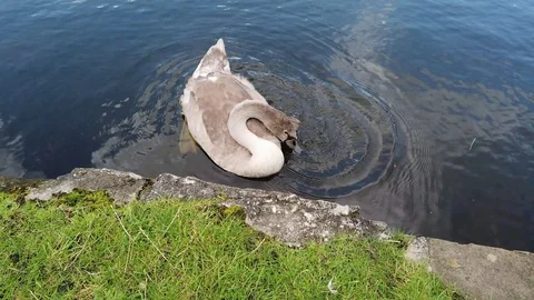Young Swan Stock Footage 114390275