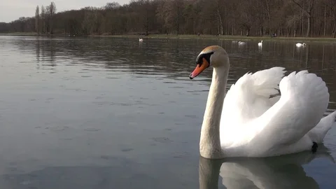 Young swan on the lake Stock Footage 73343095
