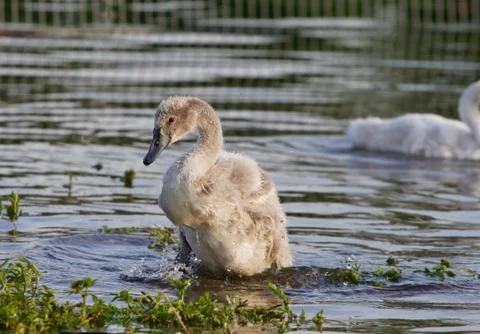 The young swan Stock Photos