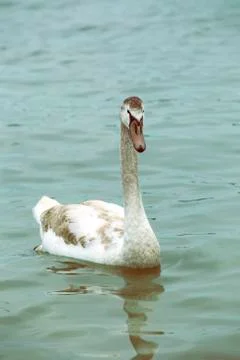 Young swan Stock Photos