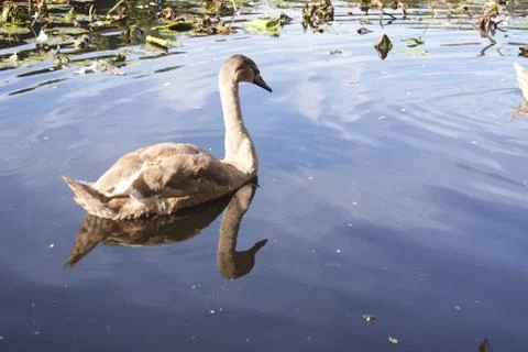 Young Swan Stock Photos