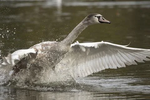 Young swan Fotos Stock