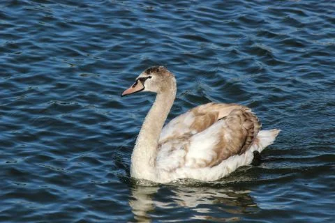 Young Swan Stock Photos