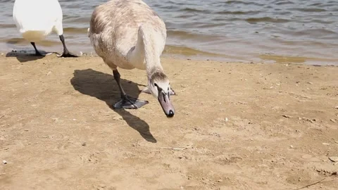 A young swan picks up thrown bread on the shore Vídeos de archivo 268727321