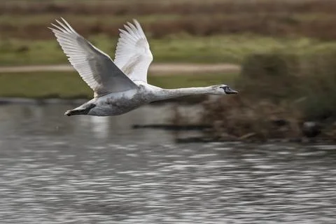Young swan practicing flying Foto stock