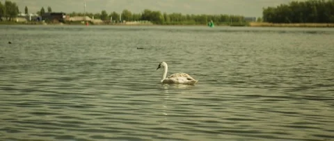Young swan on the river Stock-Footage 315214735