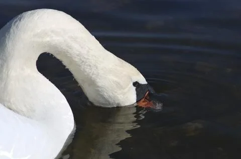Young swan on the river with sunken head in water on dark background, bird, w Stock Photos