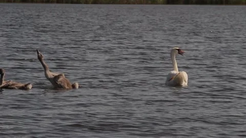 The young swan shakes itself off on the surface of the water 스톡 동영상 110683094