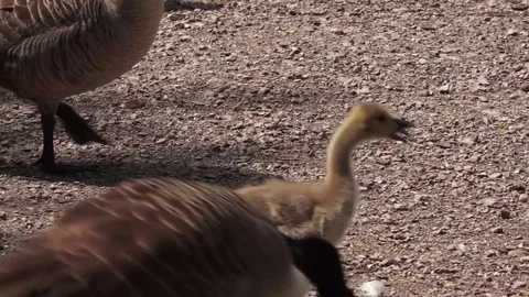 Young Swan walking about Video stock 76368253