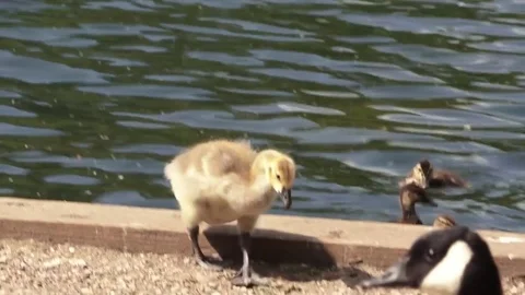 Young Swan Walking Video stock 76367452