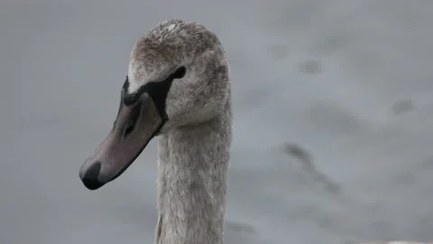 A young swan is watching, close up, 4K slomo Stock Footage 169076362