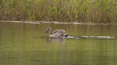 Young swan on water Stock Footage 34290573