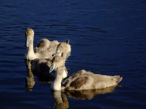 Young swans close up Stock Photos