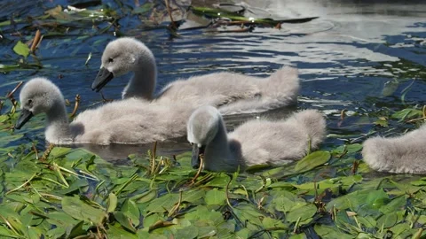 Young Swans (cygnets) Stock Footage 200919198