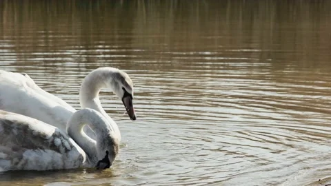 Young swans eat bread thrown by them in the lake 库存影片 234995172
