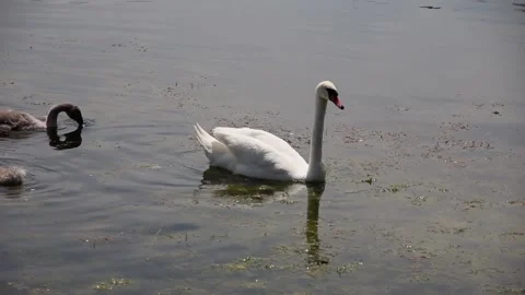 Young swans eat grass on the surface of the water 스톡 동영상 110683246
