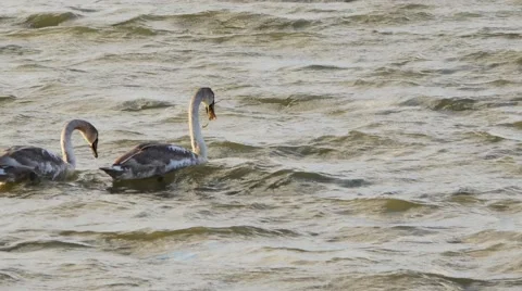 Young swans float and plunge in stormy waters 4k Stock Footage 45290643
