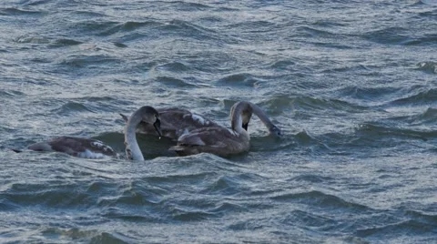 Young swans float and plunge in stormy waters. Stock Footage 45303398