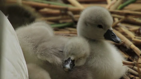 Young Swans Stock Footage 25112488