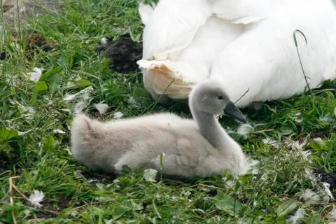 Young swans on grass Stock-Fotos