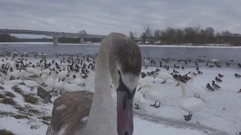 Young swan's head Video stock 148499195