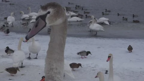 Young swan's head Stock Footage 148499214