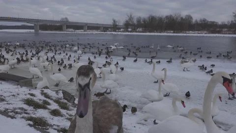 Young swan's head Video stock 148499218