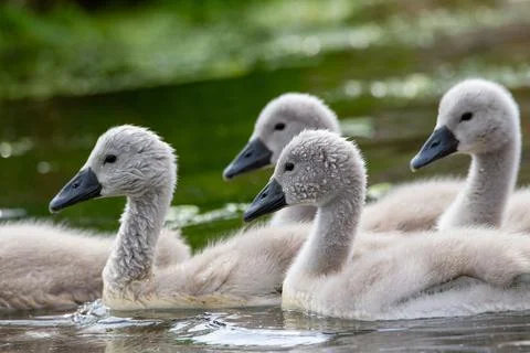Young swans Stock Photos