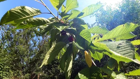 Young sweet cherry with berries Stock Footage 110921723