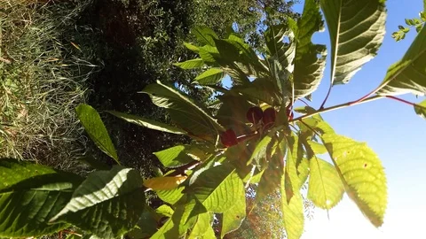 Young sweet cherry with berries vertical video Stockbeeldmateriaal 110923711