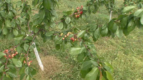 Young sweet cherry tree with fruit Stock-Footage 39670100