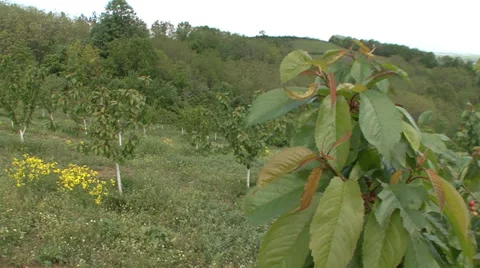 Young sweet cherry trees swaying in wind Vídeo Stock 39670202