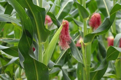 Young sweet corn on the tree Stock Photos
