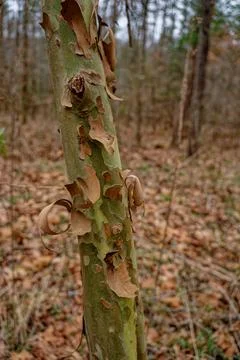 Young sycamore tree closeup Stock Photos
