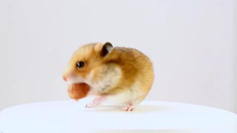 A young Syrian hamster approaches a nut and starts eating a nut. Stock Footage 221620441