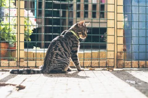 Young tabby cat behind fence in garden. Stock Photos