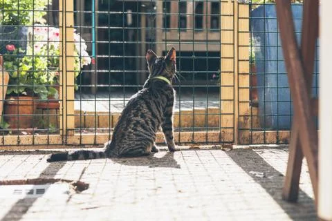 Young tabby cat behind fence in garden. Stock Photos