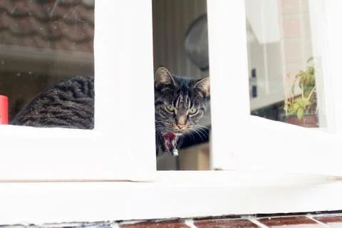 Young tabby cat looking through kitchen window. Stock Photos