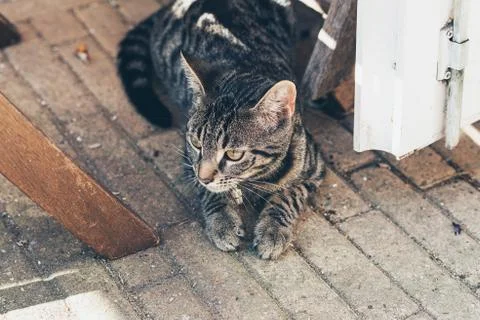 Young tabby cat lying on floor in open door. High angle view. Stock Photos