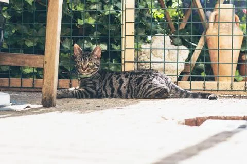 Young tabby cat lying in garden in front of fence. Stock Photos