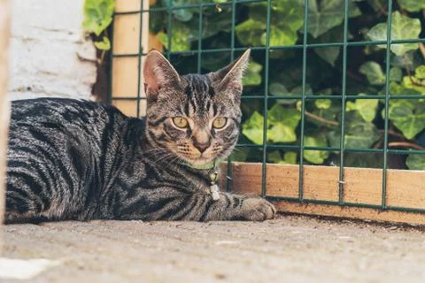 Young tabby cat lying in garden in front of fence. Stock Photos