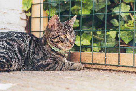 Young tabby cat lying in garden in front of fence. Stock Photos
